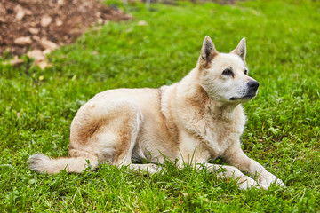 Very old white husky dog is resting on grass