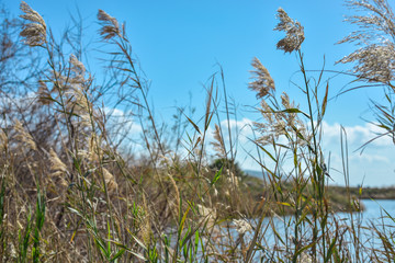 Naklejka premium reeds on lake with clear blue sky background with green grass