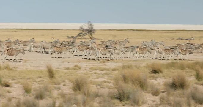 Zebras crossing dry savannah, Etosha National Park, Namibia. Dray season in Africa. Zebras walking to the waterhole in Etosha Pan, animal behaviour. Zebra, wildlife scene from nature.