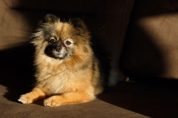 Cute miniature Pomeranian Spitz Dog