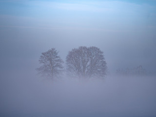 Bäume bei Abendlicht im winterlichen Nebel