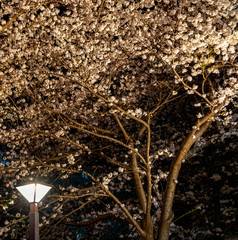 Street light with Cherry blossom full bloom in spring season at night, Meguro river, Tokyo, Japan....