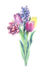 Beautiful bouquet of spring flowers - tulips and hyacinth. Watercolor hand drawn illustration.