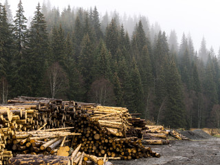 Tree trunks in a lumber camp on a cold, foggy day