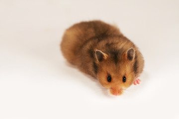 Syrian hamster on white background
