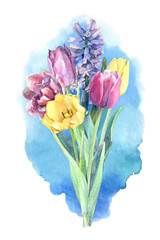Beautiful bouquet of spring flowers - tulips and hyacinth on blue background. Watercolor hand drawn illustration.