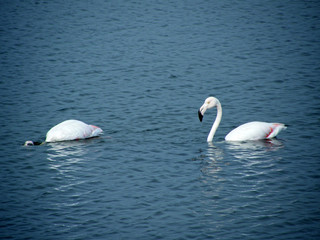 flamingos