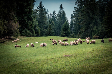 Fototapeta premium sheeps and goats on the pasture