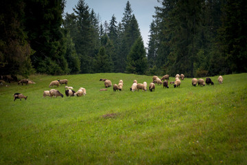 Fototapeta premium sheeps and goats on the pasture