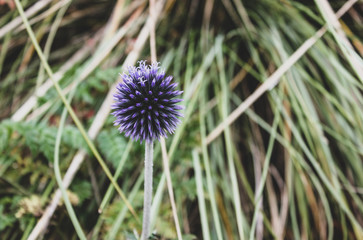 Bright purple glow globe thistle on green grass. Single Echinops bannaticus flower on blurred stems and leaves background