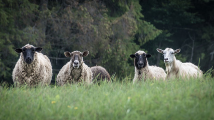 sheeps on the pasture