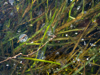Methane gas bubbles trapped in ice and green gras underwater at lake