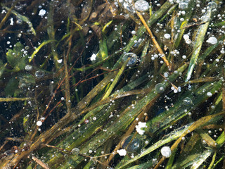 Methane gas bubbles trapped in ice and green gras underwater at lake