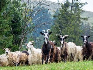 portrait of domestic goat