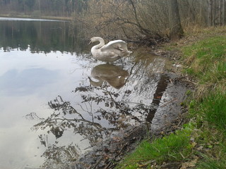Łabędzie  © Aleksander