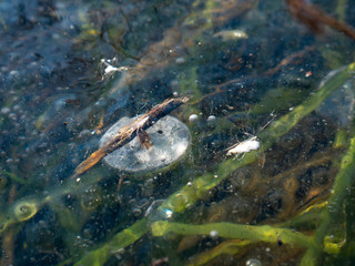 Methane gas bubbles trapped in ice and green gras underwater at lake