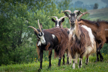 Obraz premium portrait of domestic goat