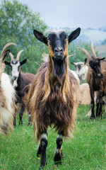 portrait of domestic goat