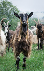 portrait of domestic goat