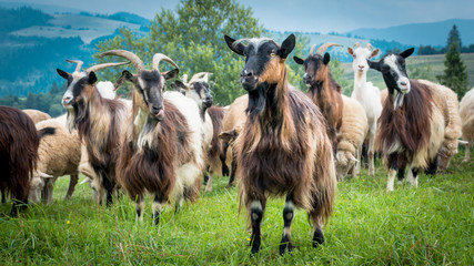 portrait of domestic goat