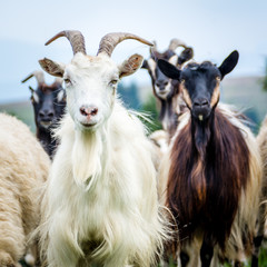 Obraz premium portrait of domestic goat