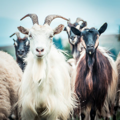 portrait of domestic goat