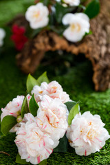 Selrcted garden camellia flower