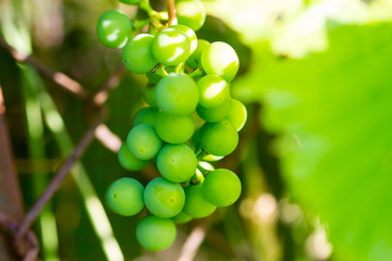 Young grapes