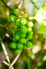 Young grapes