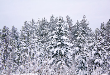 snow covered pine trees