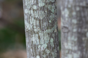 lichen on trunk of a tree