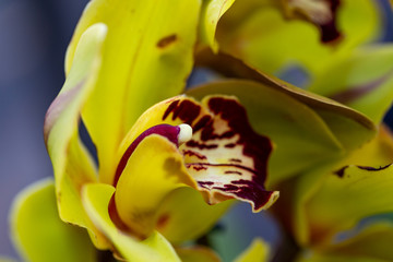 Selrcted garden orchid flower for decor
