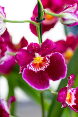 Selrcted garden orchid flower for decor