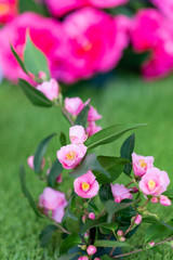 Selrcted garden camellia flower