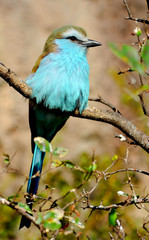 A Racket-tailed Roller, found in sub-Saharan Africa, is sitting in a tree and puffing up his feathers. 
