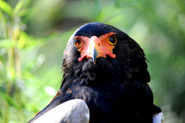 the Bateleur eagle is a medium sized black eagle with colorful face and beak.
