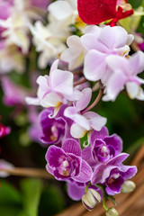 Fototapeta na wymiar Selrcted garden orchid flower for decor