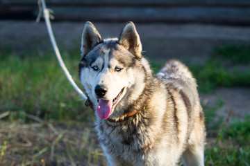 Husky dog