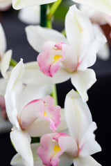 Naklejka na ściany i meble Selrcted garden orchid flower for decor