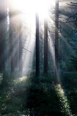 Intense rays of light penetrate a dark forest at dawn