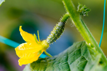 Blooming young cucumber