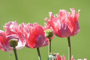 Obraz premium mohnblumen