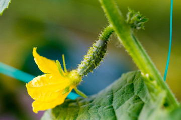 Blooming young cucumber