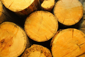 Naklejka premium background of the cut of trees