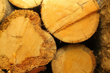 Naklejka premium background of the cut of trees