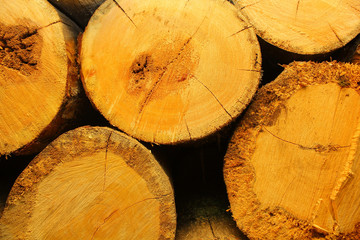 Naklejka premium background of the cut of trees