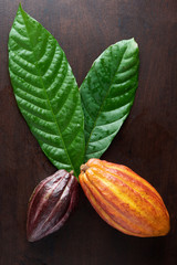 Cacao pods and leafs