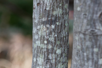 lichen on trunk of a tree
