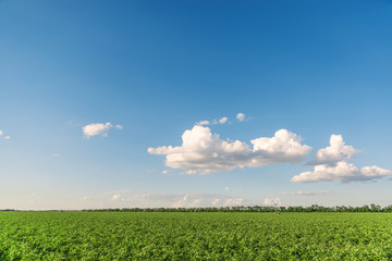green tomatoes field with irrigation system and low clouds in sunset