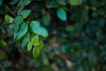green leaves against a green background